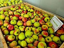 Рекордный урожай тамбовских яблок отправлен на хранение