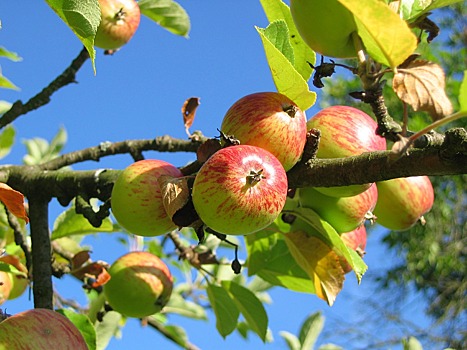 Яблоневый сад вновь появится в парке на севере Москвы