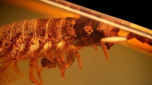 В Орле покажут доисторических насекомых в янтаре