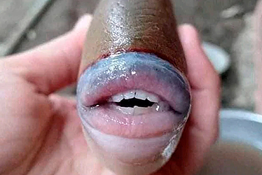 Сфотографирована рыба с человеческими губами и ртом