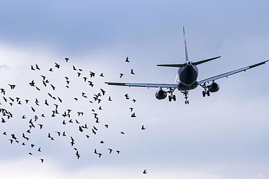 Проверка нашла на 24 мусорных полигонах вблизи аэродромов опасные скопления птиц