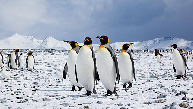 Экологи призвали Россию создать заповедник для пингвинов в Антарктиде
