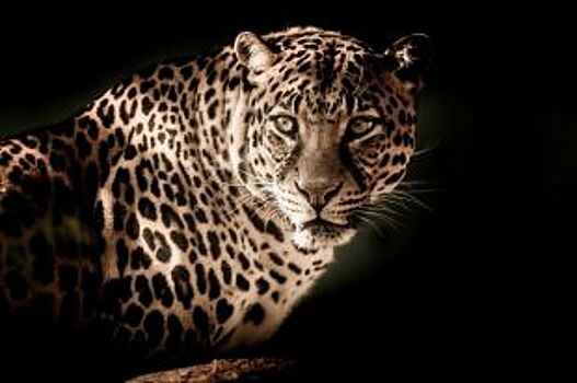 Информация о сбежавшем в Новороссийске леопарде оказалась фейком