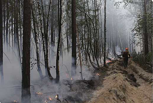 В Рослесхозе оценили экономический ущерб от лесных пожаров