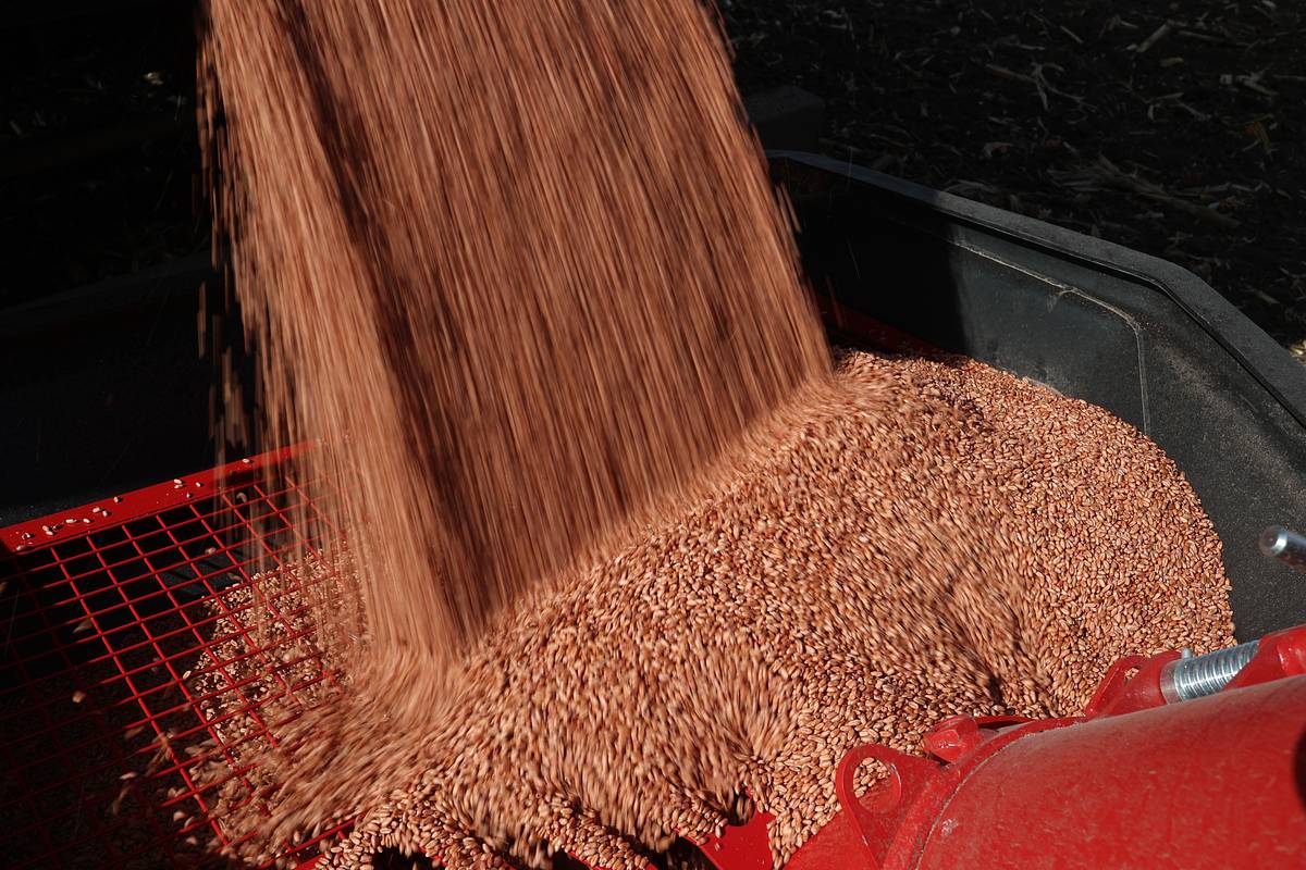 Заморозки в России привели к взлету цен на пшеницу