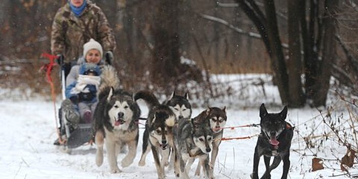 На оленьих, собачьих и конных упряжках можно прокатиться в парках Москвы