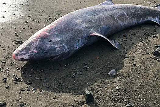 Столетняя акула умерла по исключительно редкой причине
