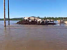 Осторожно, новости: в якутском селе Хара-Тумул коровы спасаются от наводнения