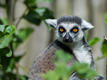 Россия и Мадагаскар рассматривают запуск прямых рейсов между странами