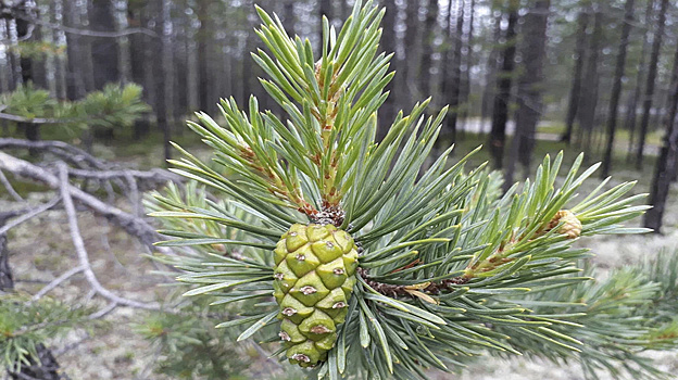 В Тобольске появится трехкилометровая экотропа