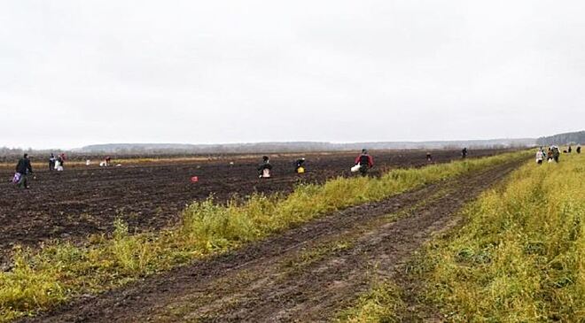 Свекольный десант добровольцев справился с уборкой не хуже комбайнов