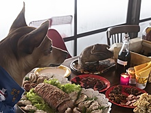 Ветеринар напомнил об одной из главных опасностей для животных на Новый год