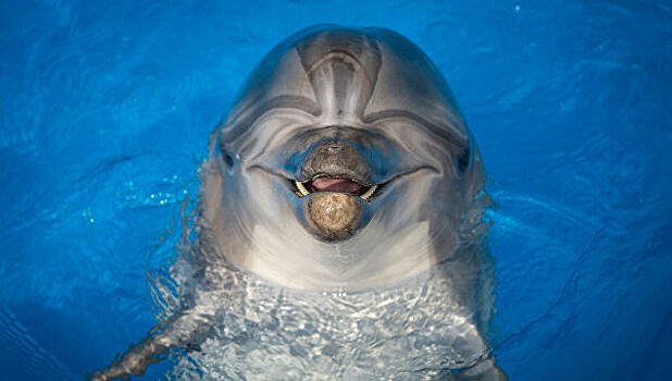 Дельфины в Ла-Манше "пропитаны" ртутью и химикатами