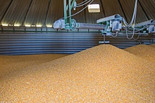 Россия ежегодно теряет 5-7% урожая зерна - Зерновой союз