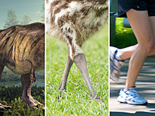 Лекция «Прямохождение и человекообразность: динозавры, птицы и приматы»