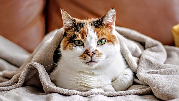 Инфекционист разрешил целовать питомцев