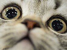 Компания Mars открыла в России Центр изучения питания домашних животных