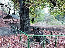 В Воронежской области 128-летнему каштану присвоили статус памятника природы