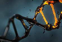 Генетики впервые скрестят эмбрионы человека и мыши