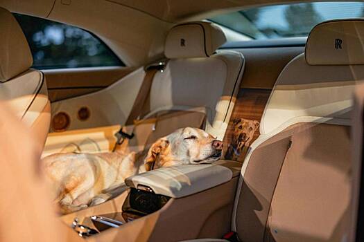 Rolls-Royce создал уникальный Spectre в честь любимой собаки заказчика