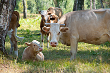 Осенью в Новосибирской области появится ферма по разведению мясного скота