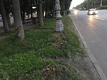 Вместо вырубленных у «Коляда-театра» кустов посадят живую изгородь из боярышника