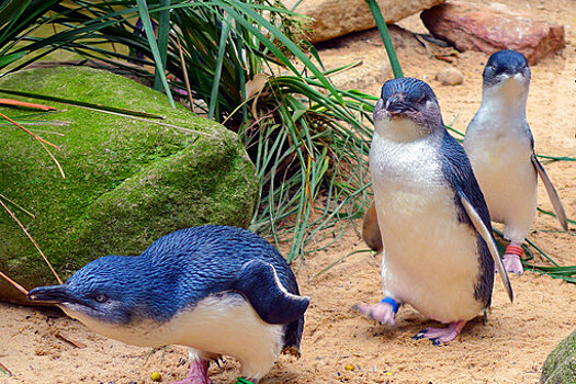 В Новой Зеландии нашли 200 тел истощенных пингвинов