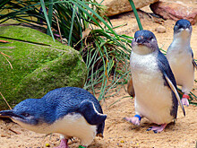 В Новой Зеландии нашли 200 тел истощенных пингвинов