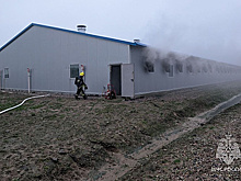 В Калининградской области потушили пожар на территории свинокомплекса