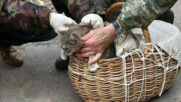 В Кирове жители частного сектора смогут бесплатно привить домашних животных от бешенства