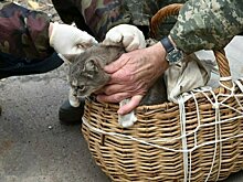 В Кирове жители частного сектора смогут бесплатно привить домашних животных от бешенства
