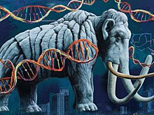 Мексиканские мамонты оказались генетически «странными»