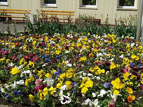В этом году ГБУ «Жилищник района Аэропорт» закупит более 150 тысяч цветов для посадки
