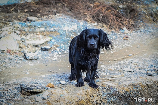 На Текучева мужчина расстреливал бродячих собак