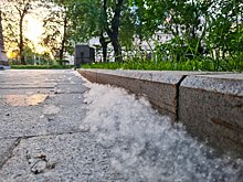 В Москве аллергикам рекомендовали защищать глаза и нос от тополиного пуха