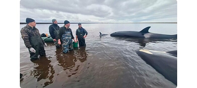 Драма с косатками на Камчатке завершилась благополучно