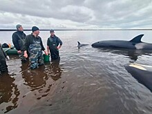 Драма с косатками на Камчатке завершилась благополучно