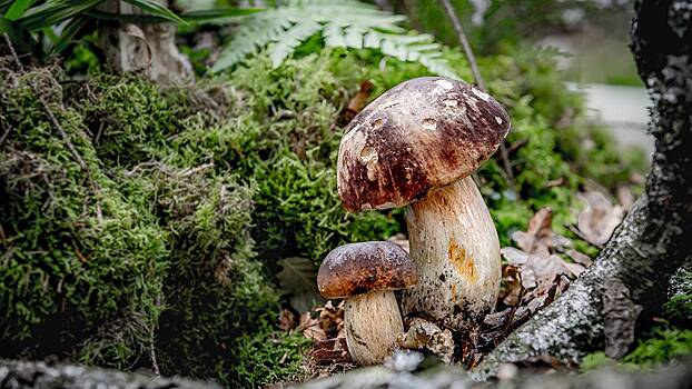 Эксперт пояснил, почему в европейской части России наблюдается скудный урожай грибов