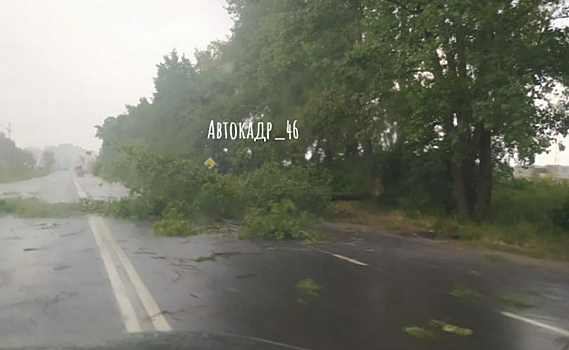 В Курске на дорогу упало дерево