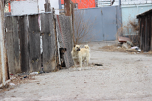 Жители Чигирей боятся выходить на улицу из-за агрессивных собак