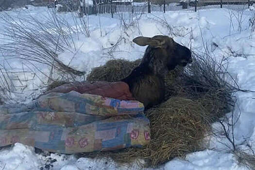 Подъем: в Ярославской области люди спасли лося
