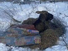 Подъем: в Ярославской области люди спасли лося