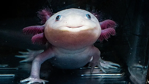 Генетики на шаг приблизились к отращиванию человеческих рук и ног