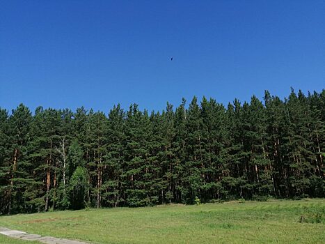 Жителя Красноярского края будут судить за незаконную рубку леса на 6 млн рублей