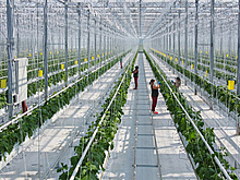 Как технологии меняют рынок продуктов питания: российские и мировые тренды