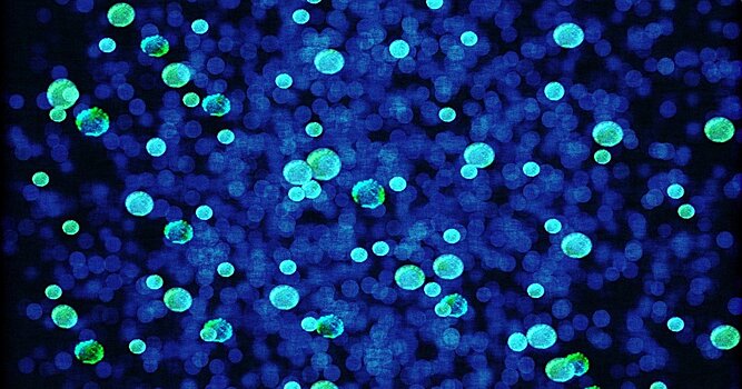 «Это откроет новую вселенную»: революционный метод микроскопии впервые позволит увидеть отдельные атомы (Nature, Великобритания)