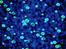 «Это откроет новую вселенную»: революционный метод микроскопии впервые позволит увидеть отдельные атомы (Nature, Великобритания)