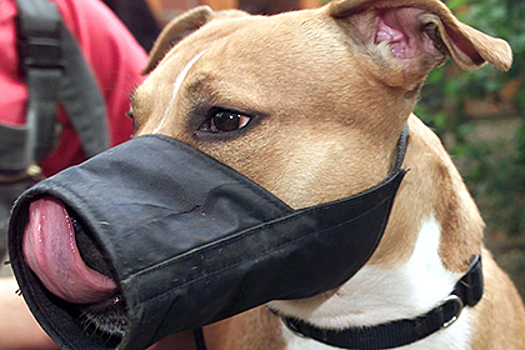 В Британии собака загрызла хозяина на глазах у журналистов