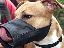 В Британии собака загрызла хозяина на глазах у журналистов