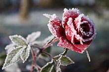 Ледяные розы: в метро женщин поздравят с 8 марта